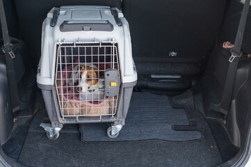 Jack Russell Terrier Dog in Travel Carrier in Car Trunk. 