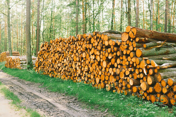 Stacked firewood in forest landscape view