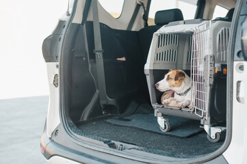Jack Russell Terrier Dog in Travel Carrier in Car Trunk. 
