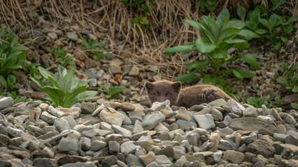 Small mammal peeking from behind a rocky landscape, surrounded by green foliage, showcasing its natural habitat and the beauty of wildlife in a serene environment