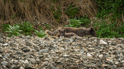 Two playful young animals resting on a rocky shoreline surrounded by lush green vegetation, showcasing their natural habitat and playful demeanor in a serene environment