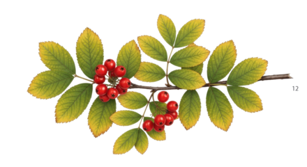 Autumn rowan branch with red berries and yellowing leaves isolated on transparent background