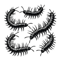 Detailed Black Centipede Insect Vector Silhouette Set – Creepy Crawling Bug Illustration for Horror, Nature, and Entomology Designs