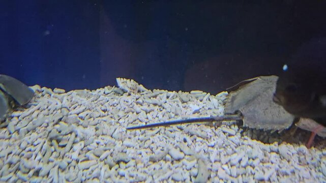 A horseshoe crab is crawling along the gravel bottom inside a glass aquarium.
