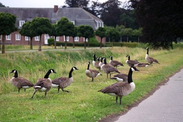 Geese in the castle park