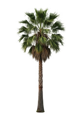 Isolated Palm Tree Silhouette Tropical Green Plant on Transparent Background