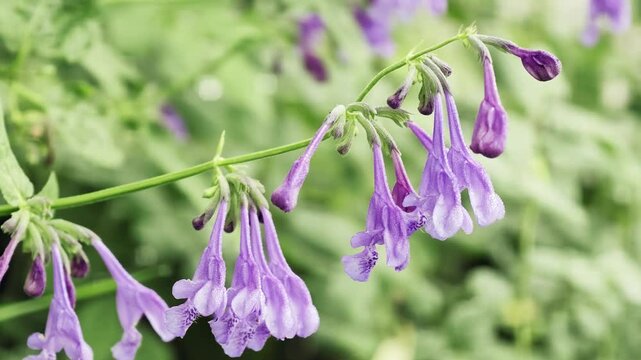 Close-up video of Siberian catmint Nepeta sibirica flowers with dew drops.