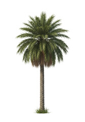 Illustration of Exotic Tropical Palm Tree Isolated on Transparent Background