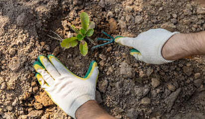 Loosening the soil under plants with a rake. Weeding the soil and caring for the land. Gardening...