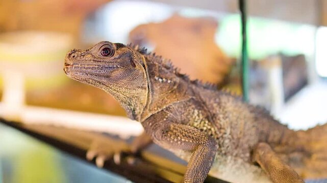 Philippine Sailfin Lizard in Captive Environment