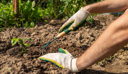Loosening the soil under plants with a rake. Weeding the soil and caring for the land. Gardening...