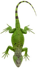 Fototapeta premium Isolated Green Reptile Lizard Tropical Exotic Animal on Transparent Background