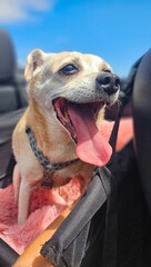 Hund beim Cabrio fahren 