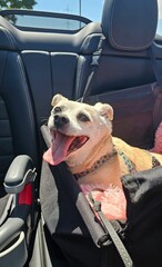 Hund beim Cabrio fahren 
