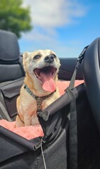 Hund beim Cabrio fahren 