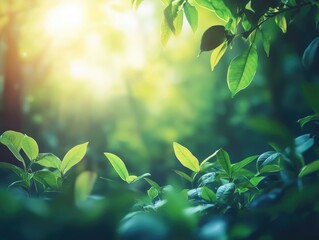 Tropical Rain forest with Vibrant Green Foliage and Sunlight
