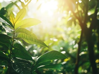 Tropical Rain forest with Vibrant Green Foliage and Sunlight