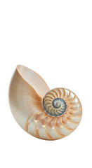 Isolated Nautilus Shell Cutout Detailed Spiral Ocean Creature