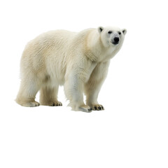Fototapeta premium Isolated Polar Bear Standing Majestic White Fur Transparent Background