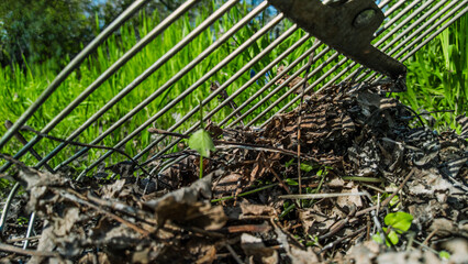 Closeup photo of cleaning dry autumn leaves from lawn in garden. Spring yard cleaning, rake tines...