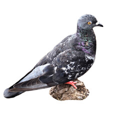 Beautiful Gray pigeon on the ground