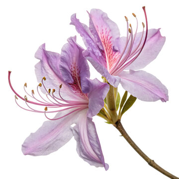 Delicate light purple rhodora flower with pink markings and prominent stamens isolated on a transparent background