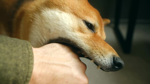 Energetic shiba inu playfully biting owner's hand, showcasing dynamic range of expressive canine interactions through multiple close up angles and vivid facial reactions. Shiba inu dog biting hand.