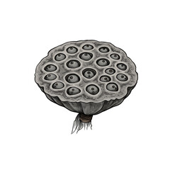 Fototapeta premium Isolated Lotus Seed Pod on Transparent Background Botanical Illustration