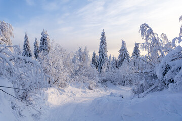 Snow-covered forest path surrounded by tall evergreen trees, creating a serene winter landscape...