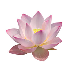 Pink Lotus Flower:  Close-Up Botanical Photography