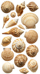 Isolated Transparent Background Assorted Seashells Collection Seashells Variety