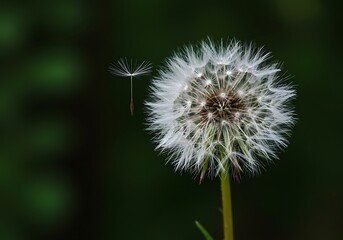Fototapeta premium Close-up of Dandelion Seed Head with Floating Seed Against Dark Background