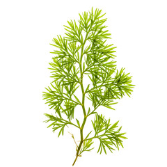 Fototapeta premium Light Green Plant Branch: Detailed Macro Photography