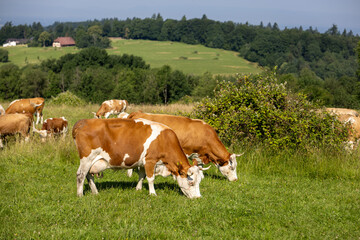 Close-up of two peaceful cows feeding in a vibrant meadow, with rolling hills and woodland behind....