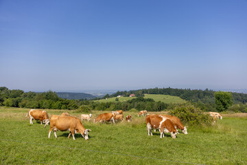 Scenic rural view with cows in a green field, blue sky above, hills and mountains beyond. Classic...
