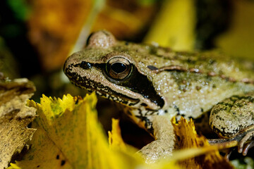 Close-up of a frog hiding among autumn leaves, showcasing its textured skin and eye in natural camouflage environment.