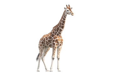Fototapeta premium Giraffe standing tall against a black background.
