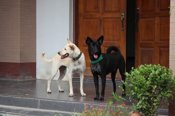Naklejka na ściany i meble Two friendly mixed-breed dogs standing at front doorstep, one black and one white, adopted pets at home 