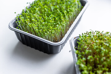 Fresh microgreens. Container of freshly sprouted microgreens. Container with microgreens on a white...