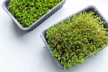Fresh microgreens. Container of freshly sprouted microgreens. Container with microgreens on a white...