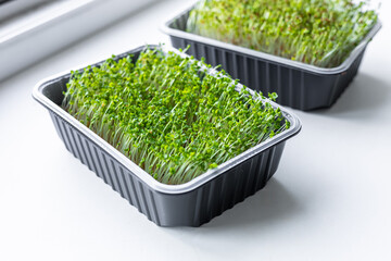 Fresh microgreens. Container of freshly sprouted microgreens. Container with microgreens on a white...