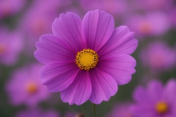 Obraz premium Amidst a sea of purple, this single flower stands out, its vibrant yellow center drawing the eye with an unspoken promise of beauty and life