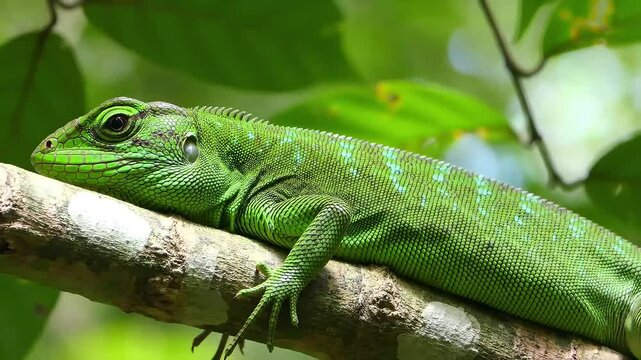 Bright Green Lizard on Branch