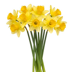 Isolated Transparent Bunch of Yellow Narcissus Daffodils Spring Flowers