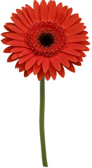 Isolated Red Gerbera Flower on Transparent Background Cutout Illustration