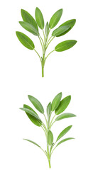 Isolated Sage Leaves Green Herb Plant Aromatic Fresh Food PNG