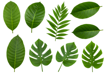 Isolated PNG Collection of Green Leaves Tropical Foliage on Transparent