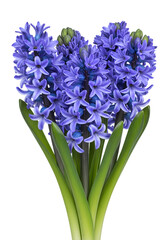Fototapeta premium Illustration of Isolated Blue Hyacinth Flower with Transparent Background