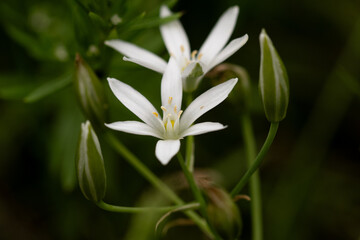 weiße Blüten