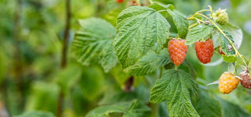 Close-up of a raspberry plant with ripe and unripe berries. Raspberries begin to redden as they...